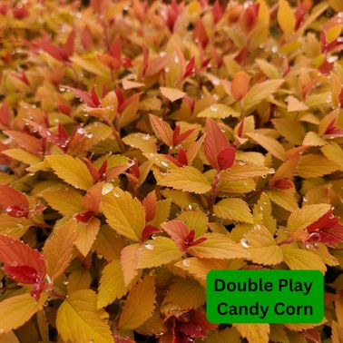 Spirea Shrubs, Size: #3, Variety: Double Play Candy Corn