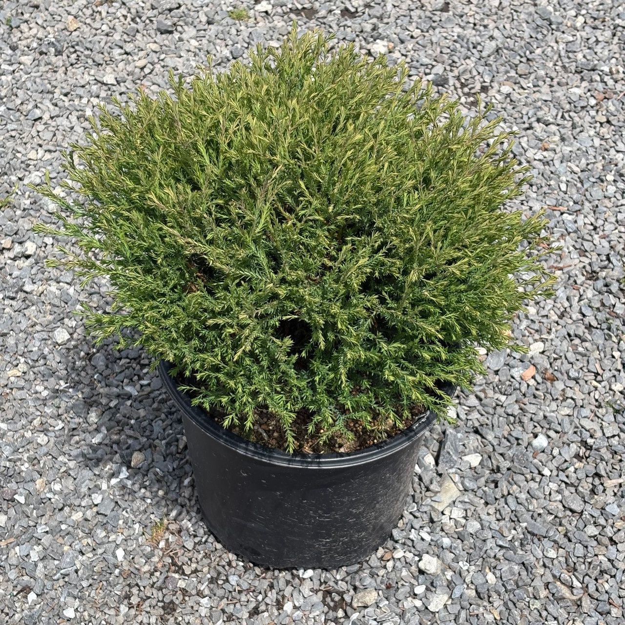 Arborvitae Shrubs