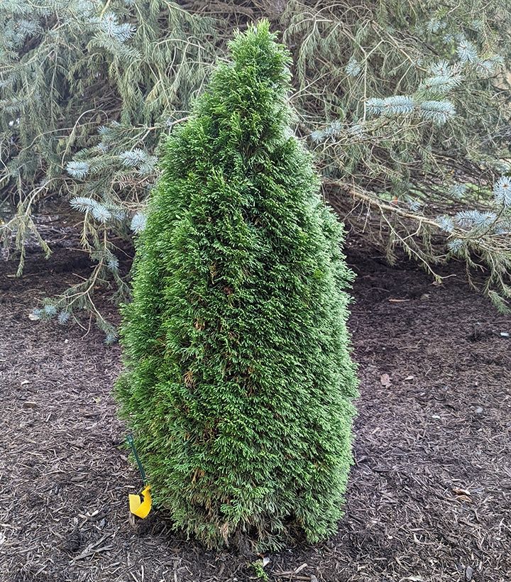 Arborvitae Shrubs, Size: #3, Variety: Emerald Petite