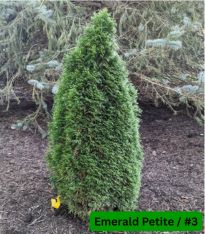 Arborvitae, Size: #3, Variety: Emerald Petite