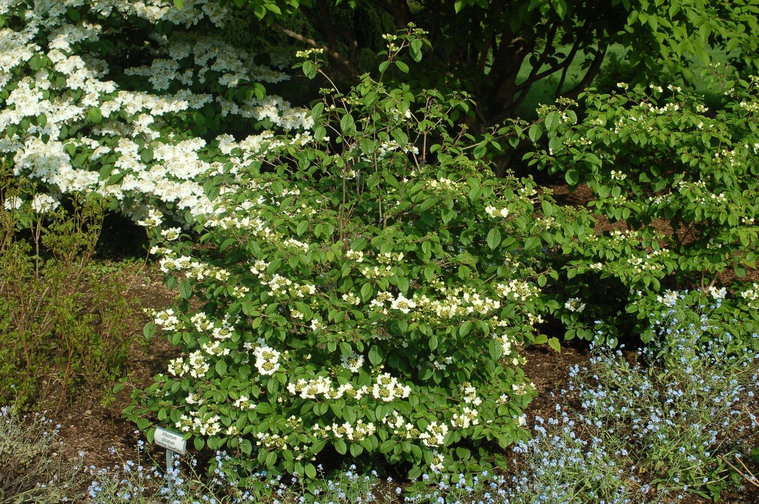 Viburnum Shrubs