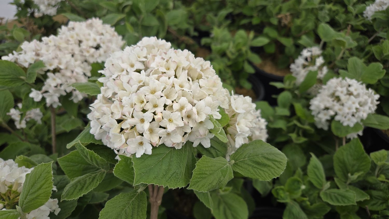 Viburnum Shrubs