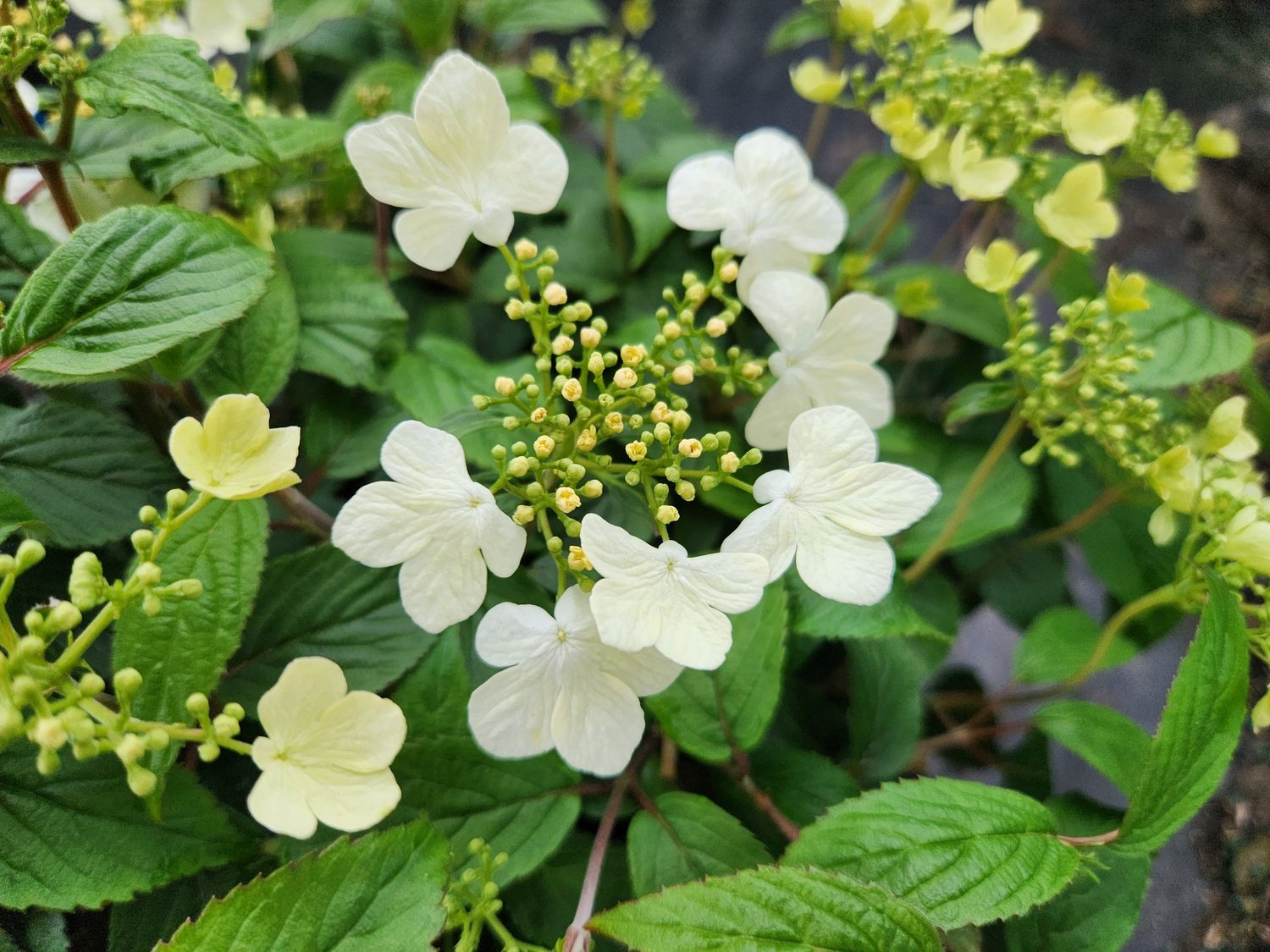 Viburnum Shrubs, Size: #3, Variety: Summer Snowflake