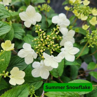Viburnum Shrubs, Size: #3, Variety: Summer Snowflake