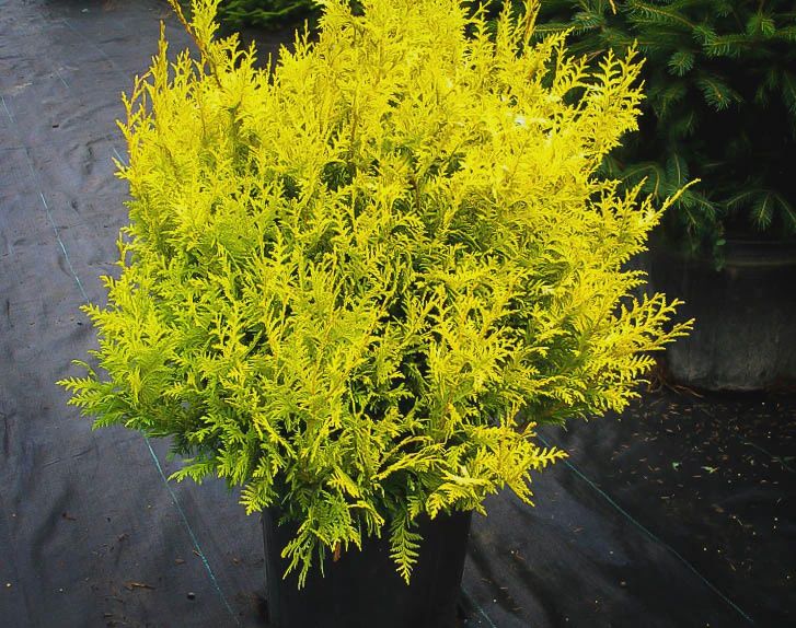 Cypress Shrubs, Size: #3, Variety: Vintage Gold