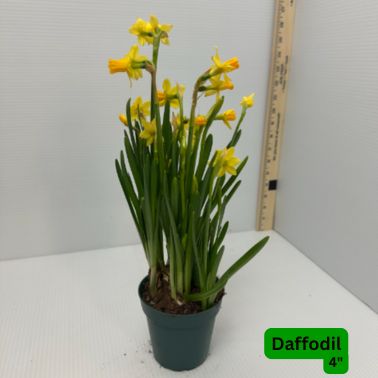 Daffodil, Size: 4"