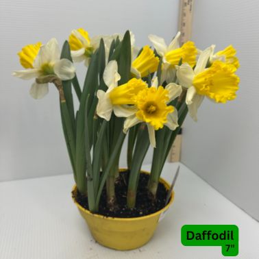 Daffodil