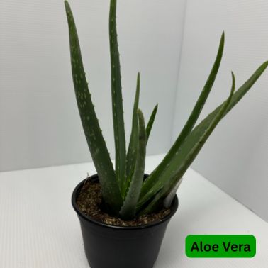 Aloe Vera, Type: 6"