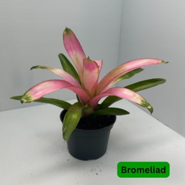 Bromeliad, Size: 6"