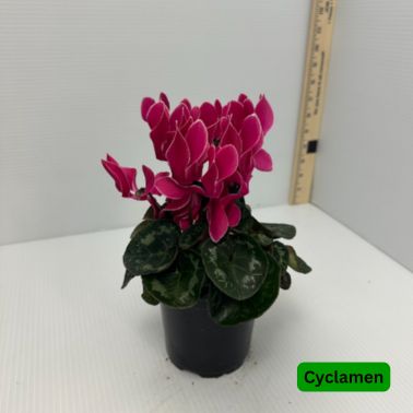 Cyclamen.