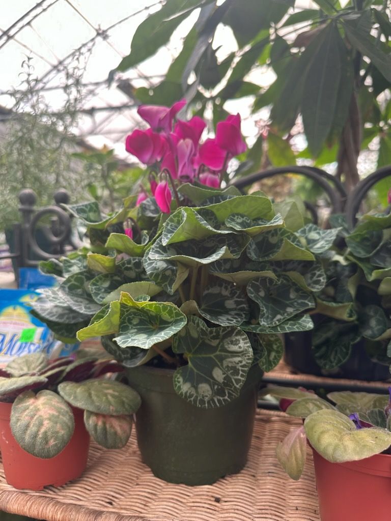 Cyclamen