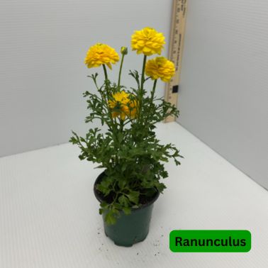 Ranunculus