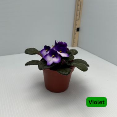 African Violet