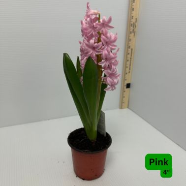 Hyacinth