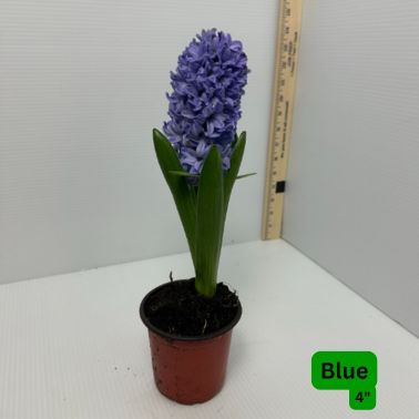 Hyacinth, Size: 4", Variety: Blue