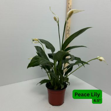 Peace Lily, Size: 4.5"
