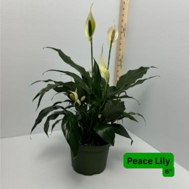 Peace Lily