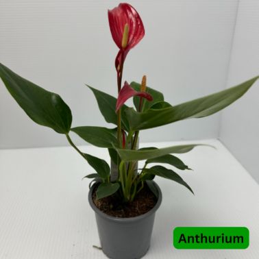 Anthurium