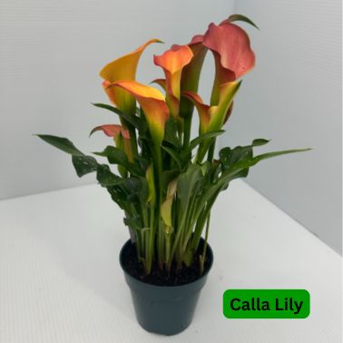 Calla Lily