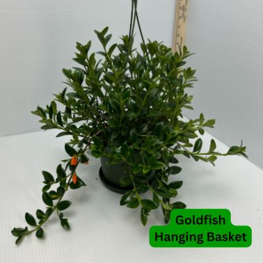 Goldfish Hanging Basket