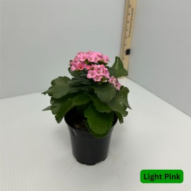 Kalanchoe, Color: Light Pink
