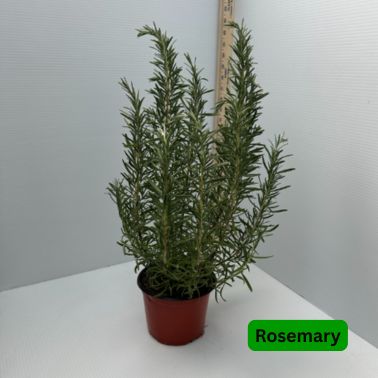 Rosemary