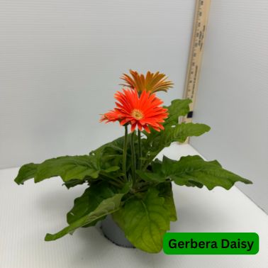 Gerbera