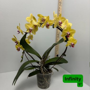 Orchid, Size: 5", Variety: Infinity