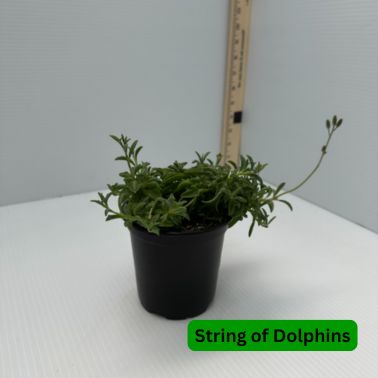 String of Dolphins