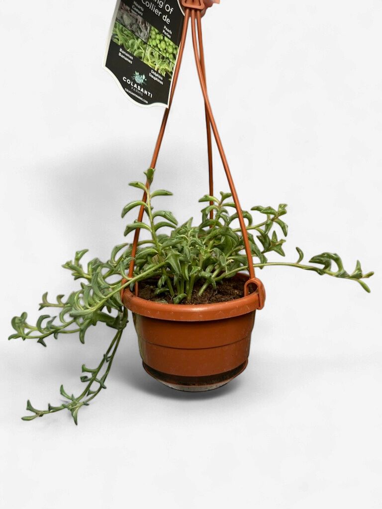 String of Dolphins