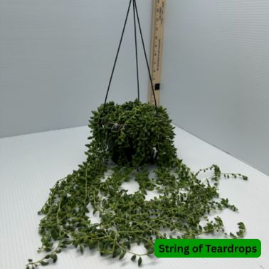 String of Teardrops