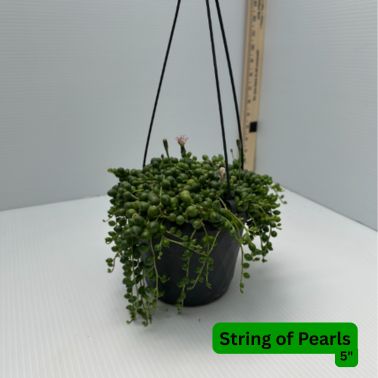String of Pearls