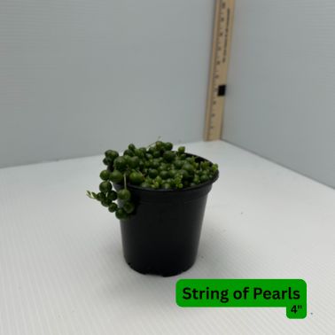 String of Pearls, Size: 4" Pot