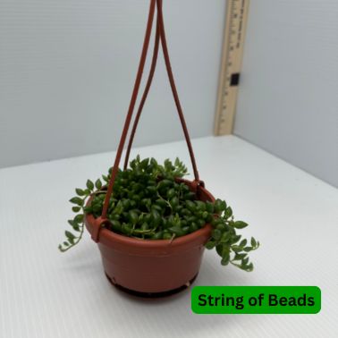 String of Beads