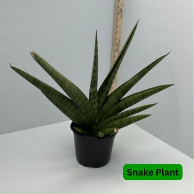 Snake Plant Gojo, Size: 6"