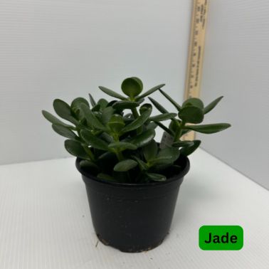Jade, Size: 6"