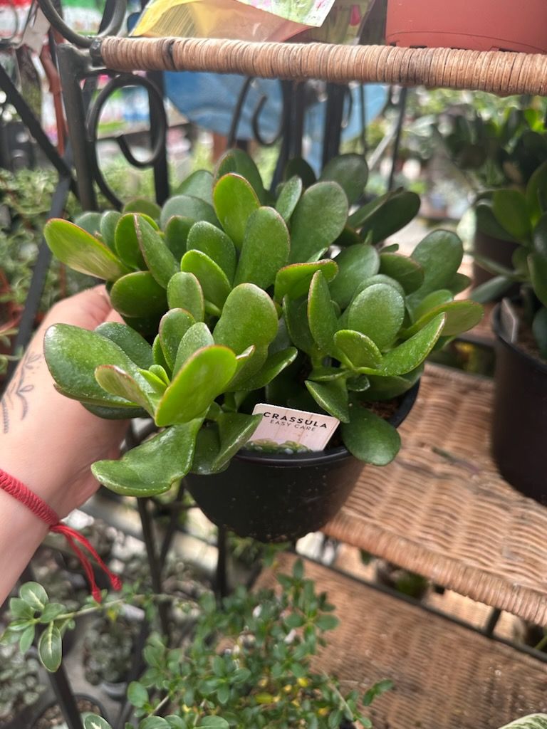 Jade, Size: 6"