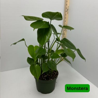 Philodendron, Variety: Monstera