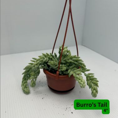 Burro's Tail, Size: 4"