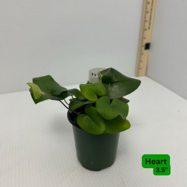 Ferns, Size: 3.5", Variety: Heart