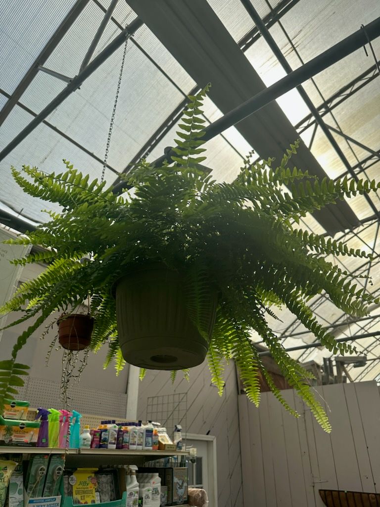 Ferns