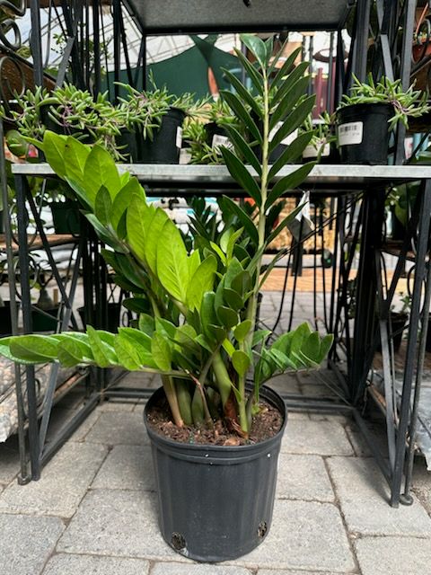 ZZ Plant