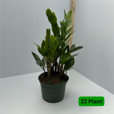 ZZ Plant, Size: 6"