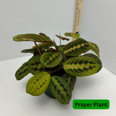 Prayer Plant