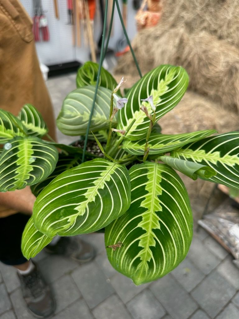 Prayer Plants, Variety: Hanging Basket