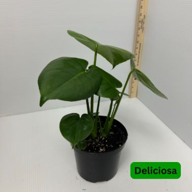 Monsteras, Variety: 6" Deliciosa