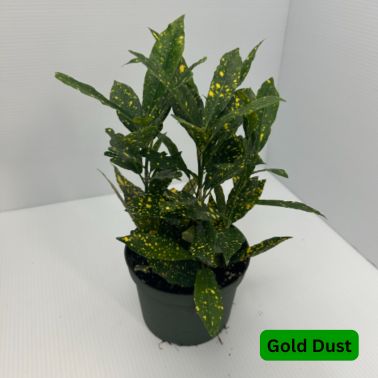 Crotons, Variety: Gold Dust