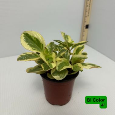 Peperomias, Size: 4", Variety: Bi Color