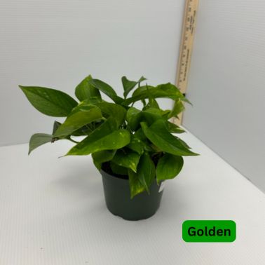 Pothos, Variety: Golden