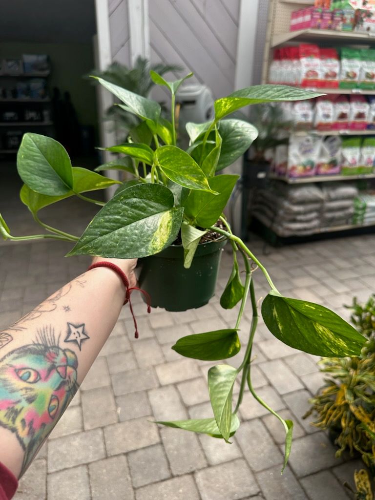 Pothos